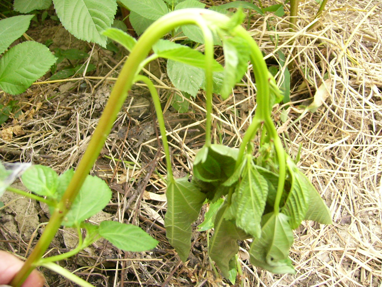 モロヘイヤの害虫について調べた 草と闘う