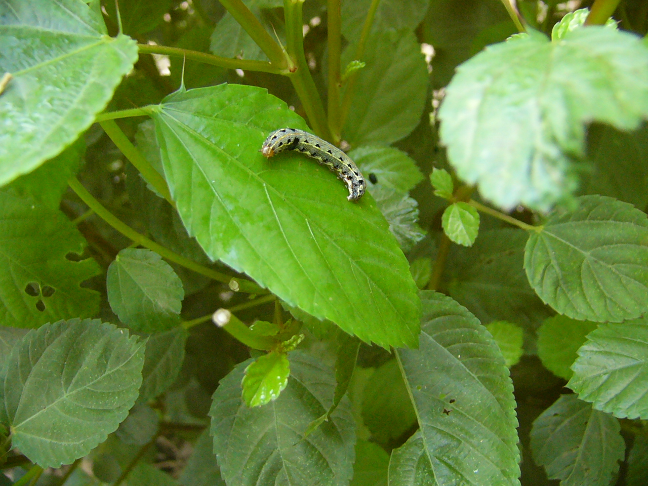 モロヘイヤに名前が分からない虫がいた 草と闘う