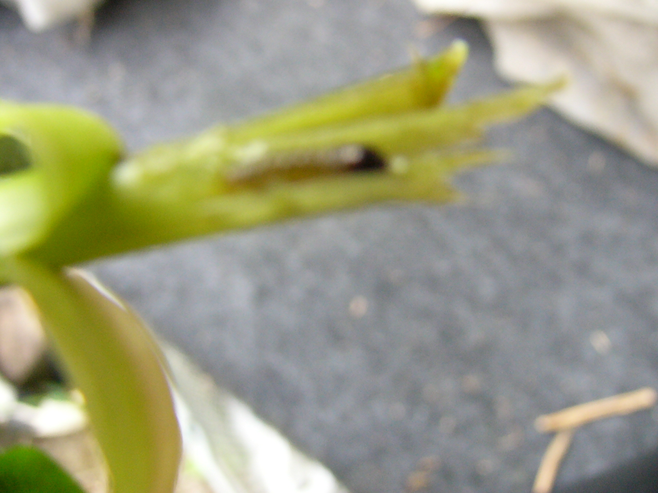 モロヘイヤの害虫について調べた 草と闘う