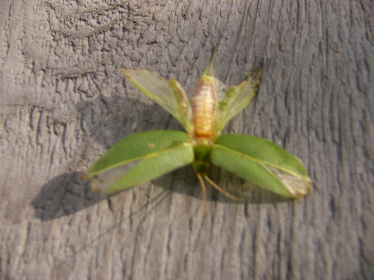 木の葉に似た羽根を持つ珍しい昆虫がいた 草と闘う