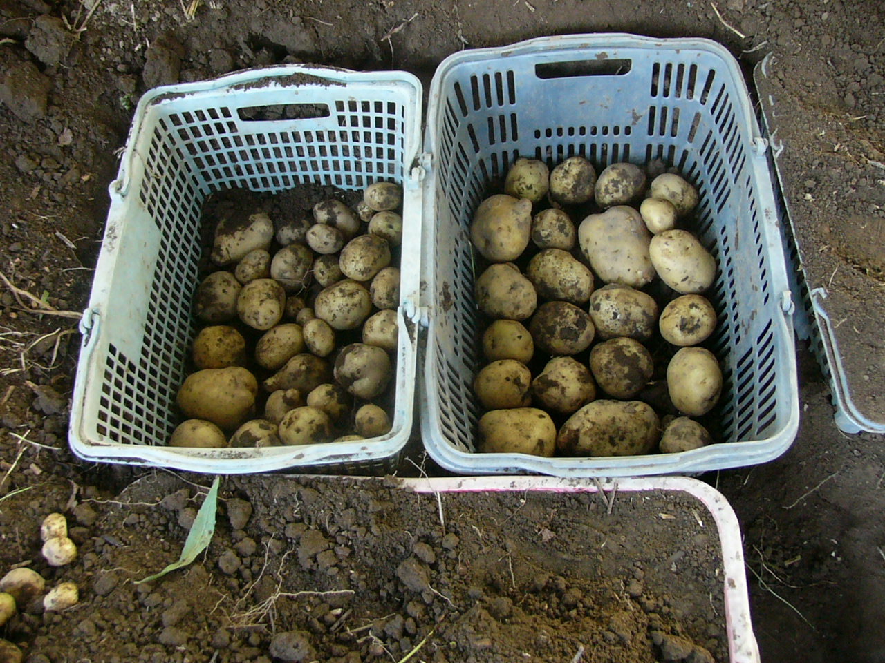 ジャガイモの新鮮さを保つため土の中に混ぜ込んで保存 草と闘う